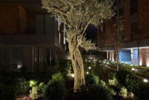 Mercury Çengelköy – gece zeytin agaci